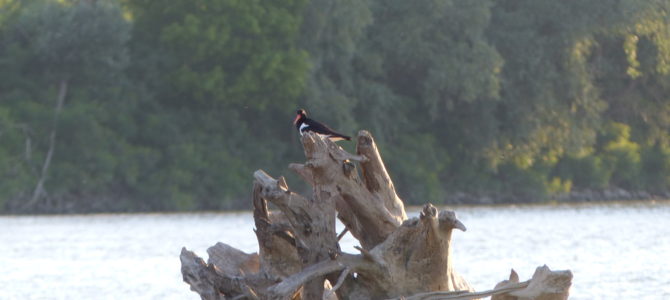 in un’isola del Po tra Felonica e Sermide hanno nidificato le beccacce di mare in un’isola del Po tra Felonica e Sermide hanno nidificato le beccacce di mare